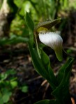 Cypripedium plectrochilon 07.jpg