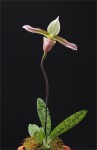 web.paphiopedilum.dayanum.final.jpg