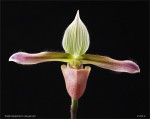 web.paphiopedilum.dayanum.detail.final.II.jpg