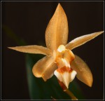 Coelogyne miniata x speciosa1.JPG