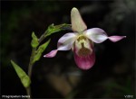 web.phragmipedium.sedeni detail.fin.jpg