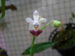 Phalaenopsis parishii (4).JPG