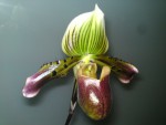 Paph. Bauhaus.JPG