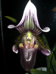 Paph.Warden x Goultenianum.JPG