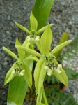 Coelogyne parishii.2.JPG