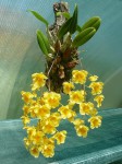 Dendrobium aggregatum 2.JPG