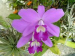 Laelia sincorana.JPG