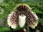 Paphiopedilum godefroyae 1.JPG