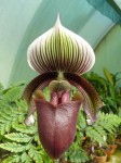 Paphiopedilum curtisii 2.JPG