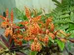 Renanthera monachica.JPG