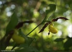 web.cypripedium.02.jpg