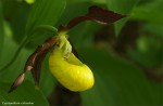 web.cypripedium.05.jpg