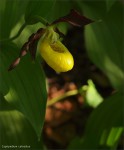 web.cypripedium.06.jpg