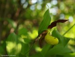 web.cypripedium.07.jpg