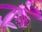 Pln.-bulbocodioides-05.jpg