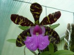 Cattleya aclandiae.JPG