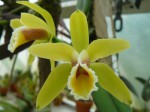 Cattleya luteola.JPG