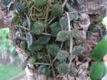 Hoya curtisii.jpg