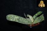 Paphiopedilum concolor2.jpg