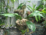 Stanhopea.jpg