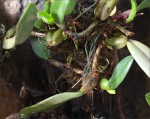 web.bulbophyllum.putidum.jpg