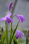 Bletilla striata variegata.JPG