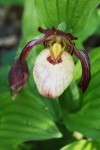 3987_Cypripedium Maria.jpg