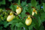 4058_Cypripedium Sunny.jpg