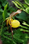 4464_Cypripedium Lothar Pinkepank.jpg
