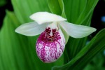 4471_Cypripedium Ulla Silkens.jpg