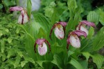 4670_Cypripedium Philipp.JPG