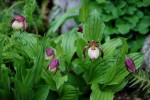 4056_Cypripedium Maria.JPG