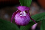 4004_Cypripedium franchetii.JPG