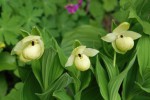 4680_Cypripedium flavum.JPG