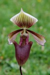 4654_Paphiopedilum curtisii.JPG