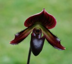 4662_Paphiopedilum hybrid.JPG