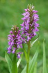 4640_Dactylorhiza pardallina.JPG