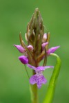 4647_Dactylorhiza elata.JPG