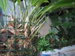 STANHOPEA1.jpg