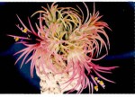 Till_ionantha_Rubra.jpg