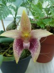 Bulbophyllum facetum1.JPG