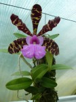 Cattleya aclandiae-rostlina2.JPG