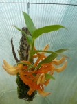 Dendrobium unicum3.JPG