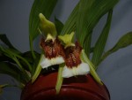 Coelogyne speciosa 101.JPG