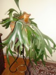 DSC02722.jpg