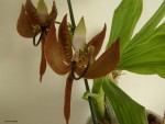 Cycnoches loddigesii (10).JPG