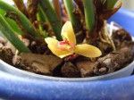 Maxillaria tenuibulba (5).JPG