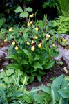 4050_Cypripedium calceolus.jpg