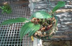 STANHOPEA H..jpg