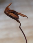 web.paph.dayanum.siccum.jpg